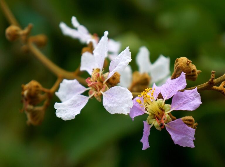 curtain bangs lang haar laagjes voorkant