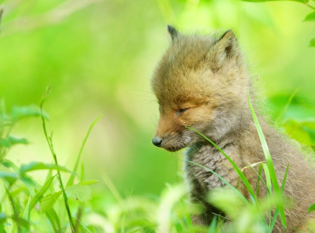 cute kawaii kleurplaat