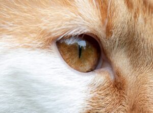 eye zoom vimeo